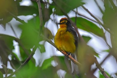 Spectacled Whitestart