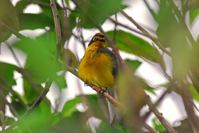 Spectacled Whitestart 3