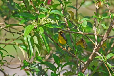 Spectacled Whitestart 5