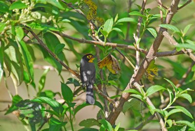 Spectacled Whitestart 6