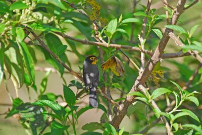 Spectacled Whitestart 6