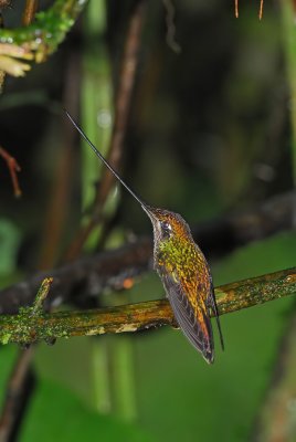 Sword-billed Hummingbird Female