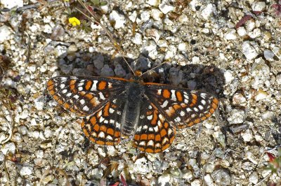 Quino Checkerspot Butterfly 3