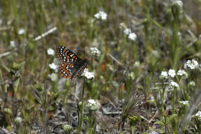 Quino Checkerspot Butterfly 4