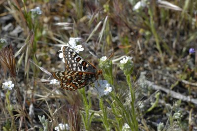 Quino Checkerspot Butterfly 5