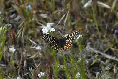 Quino Checkerspot Butterfly 6