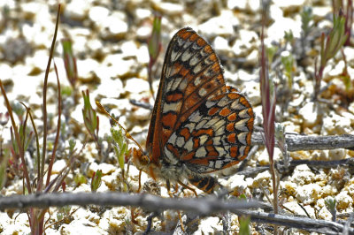 Quino Checkerspot Butterfly 7