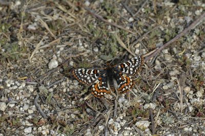 Quino Checkerspot Butterfly 8