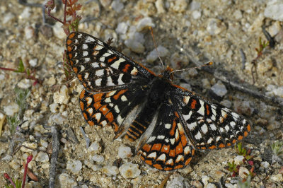 Quino Checkerspot Butterfly 9