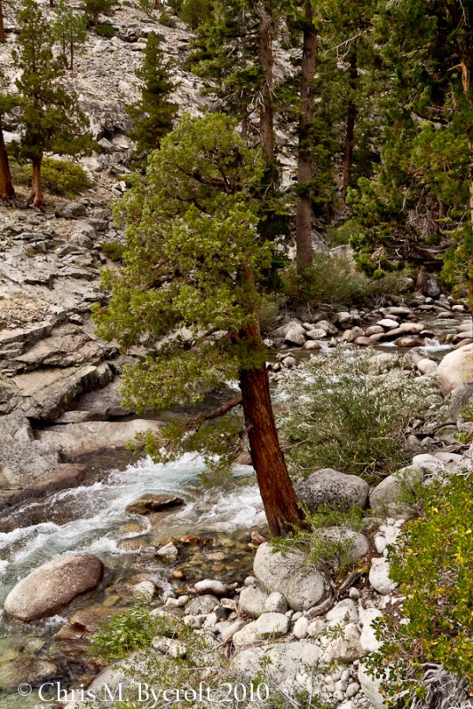 Western Juniper alongside Piute Creek, Piute Creek crossing