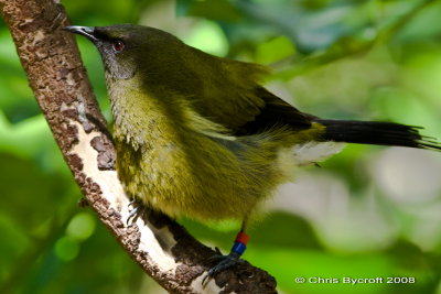 Bellbird (korimako) at Tiritiri Matangi Island