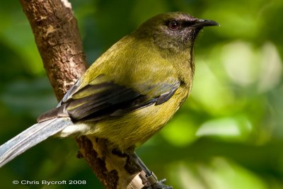 Bellbird (korimako) at Tiritiri Matangi Island