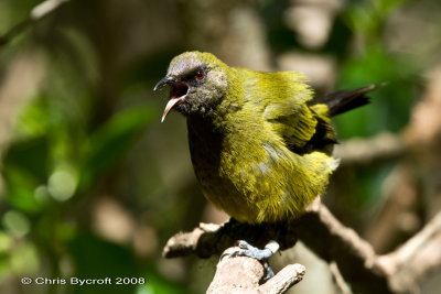 Bellbird (korimako) at Tiritiri Matangi Island