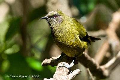 Bellbird (korimako) at Tiritiri Matangi Island