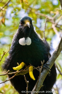 Tui at Tiritiri Matangi Island