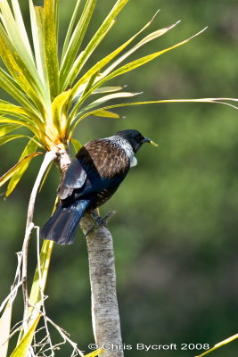 Tui at Tiritiri Matangi Island