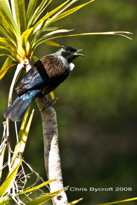 Tui at Tiritiri Matangi Island