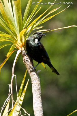 Tui at Tiritiri Matangi Island