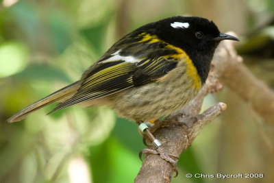 Hihi (Stitchbird)