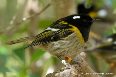 Hihi (Stitchbird)