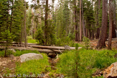 Day 3:  18 August 2010.  White fir forest near Sunrise Creek