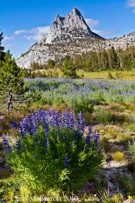 Cathedral Peak and large-leaf lupine