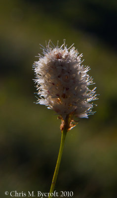 Nude buckwheat by Upper Cathedral Lake