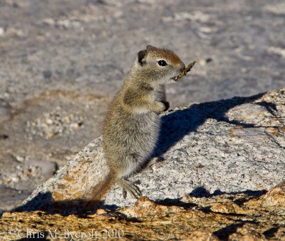 A ground squirrel at Lower Cathedral Lake