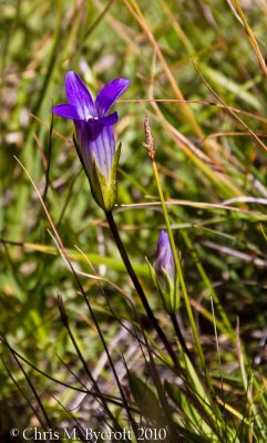 Sierra gentian