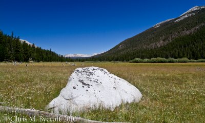 Meadows down valley, Lyell Canyon
