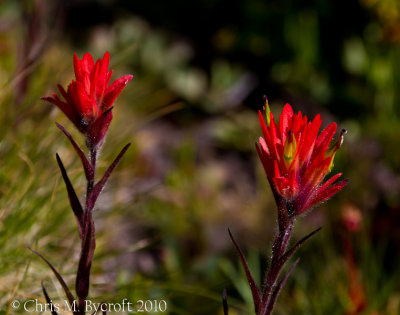 Giant red paintbrush flowers