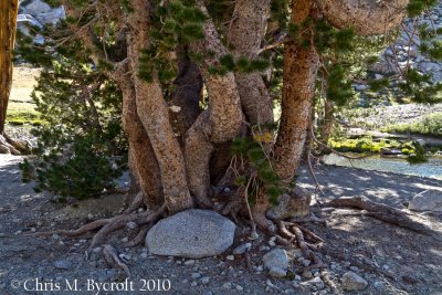 A multi-stemmed trunk of whitebark pine