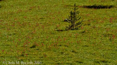 Red paintbushes in meadow
