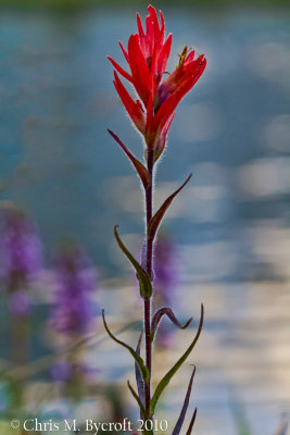 Giant red paintbrush flower