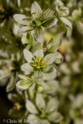 Corn lily flowers