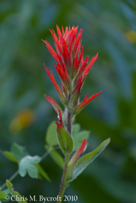 Giant red paintbrush flower