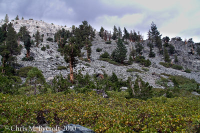 Scattered Jeffrey pines on canyon walls, manzanita shrubs in foreground