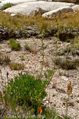 Mountain sage - a subalpine daisy near evolution lake