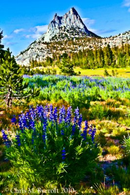 Lupines and Cathedral Peak