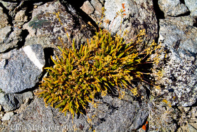 Club-moss ivesia