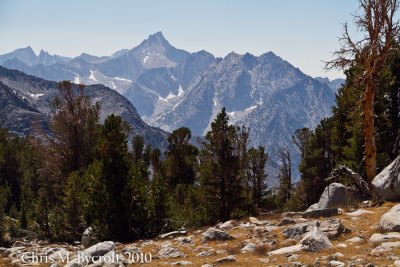 Foxtail pines and mountain scenery