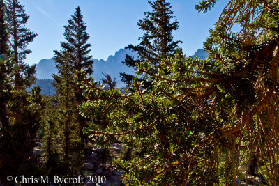 Foxtail pine needles and trees