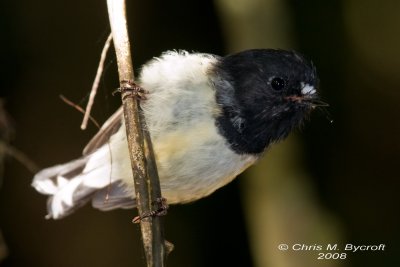 Pied tit