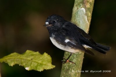 Pied tit