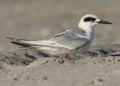 Forster's Tern