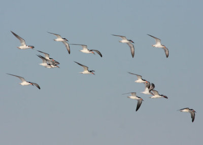 Skimmers in flight over Cape May Beach