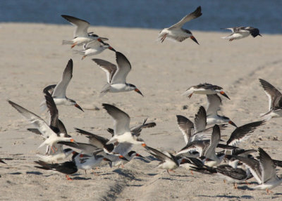 Black Skimmers