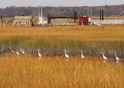 Egret Fishing Tournament