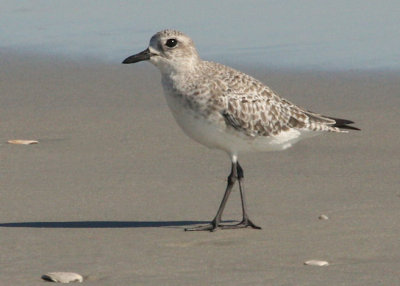 Black-bellied Plover