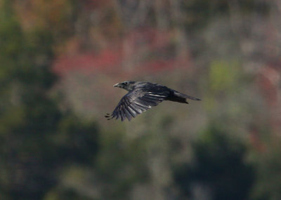 Fish Crow